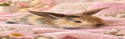 Mixed Breed rabbits for sale: Beautiful baby bunnies for sale  - Advert 1