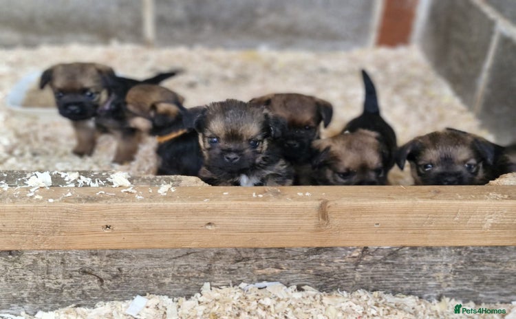 Border Terrier dogs - Advert 5
