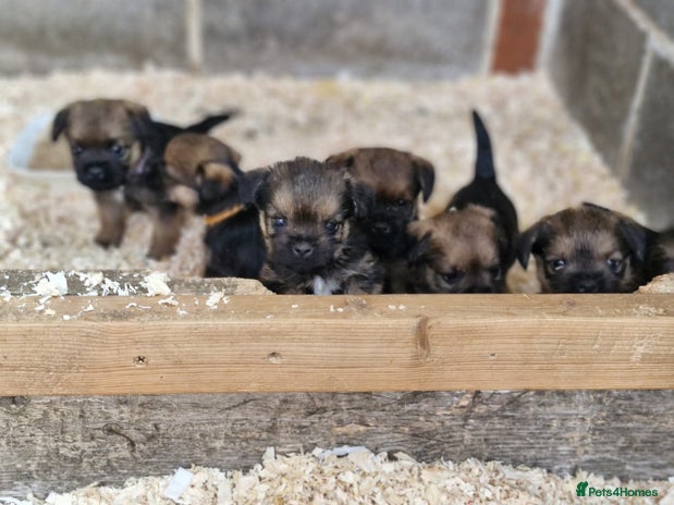 Border Terrier dogs - Advert 2