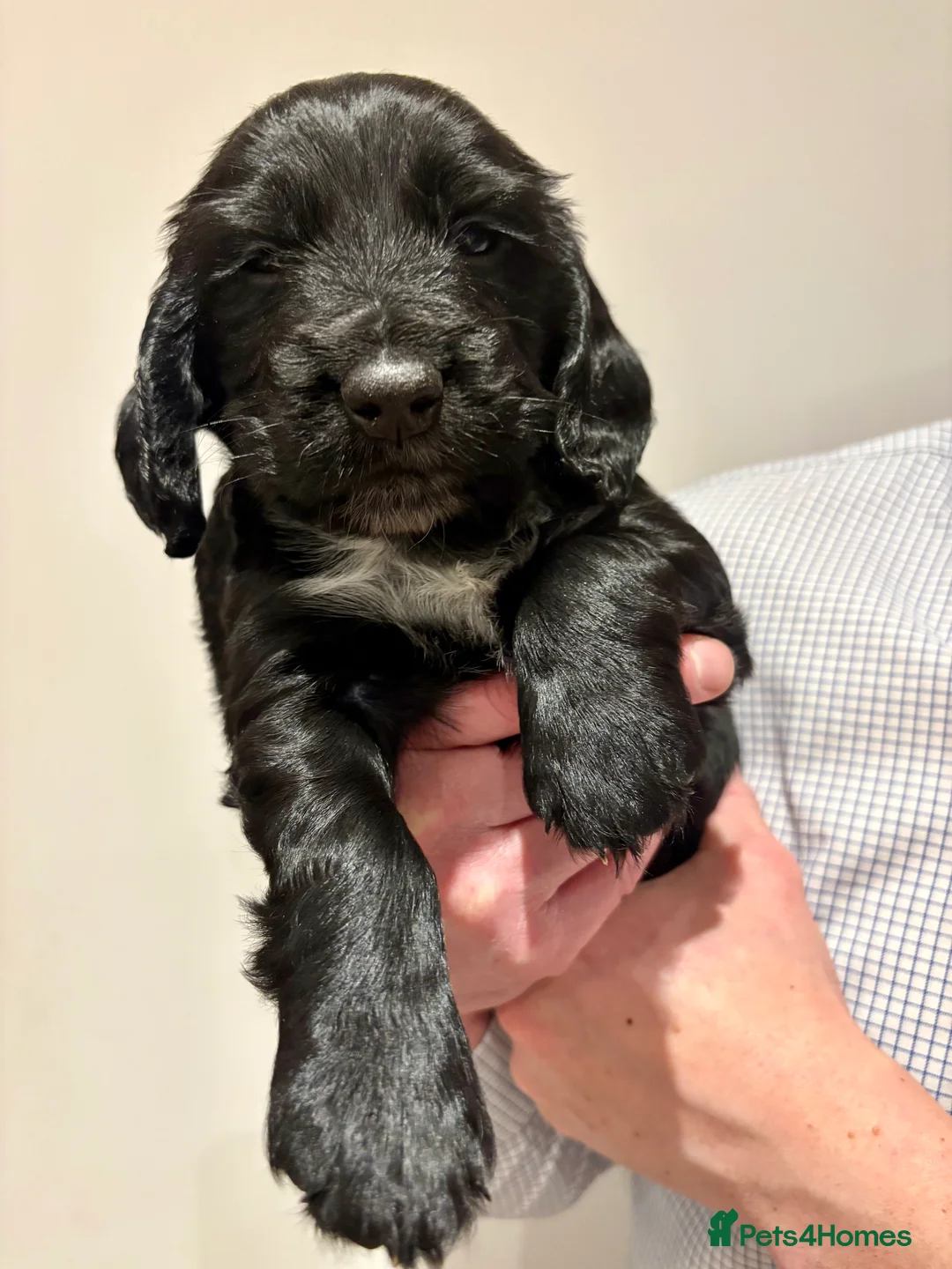 Cocker Spaniel dogs for sale: Working cocker spaniel puppies from family home - Advert 5