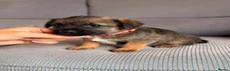 Border Terrier dogs for sale: 6 Beautiful Border Terrier Puppies SLEM CLEAR🐶 - Advert 9