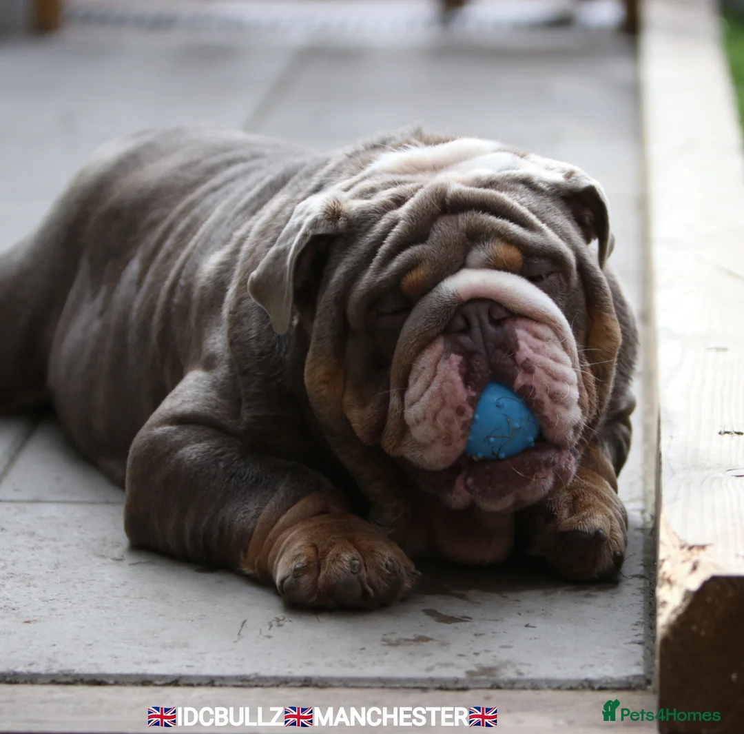 English Bulldog dogs for stud: Uncle Fester in Manchester - Advert 7