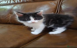 Turkish Angora cats for sale: Beautiful Turkish Angora cross kittens - Image 10
