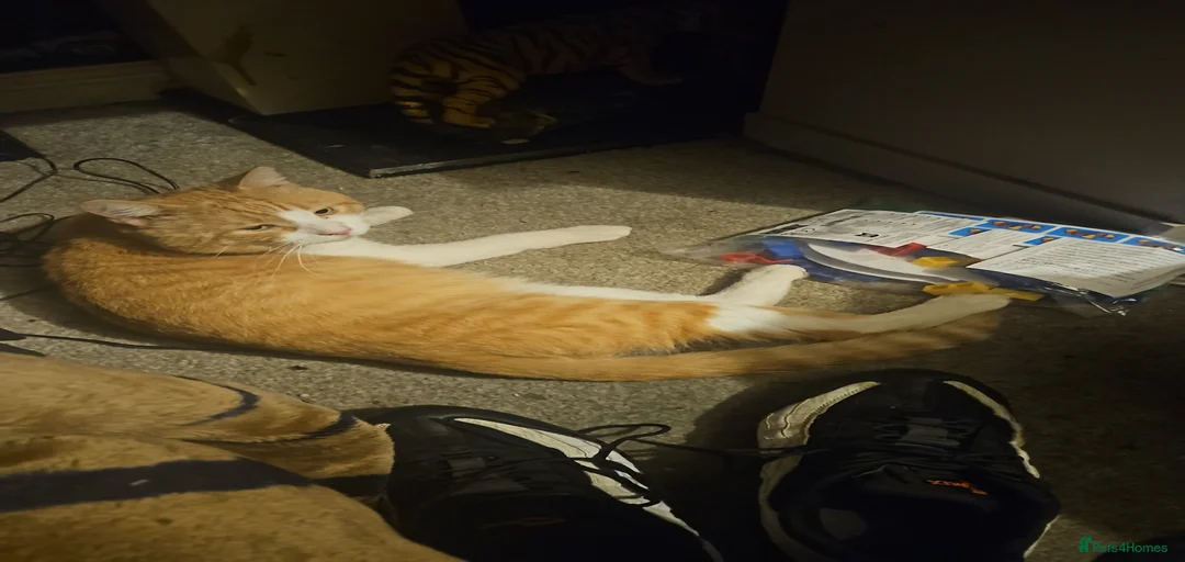 Gallery Image {{count}}