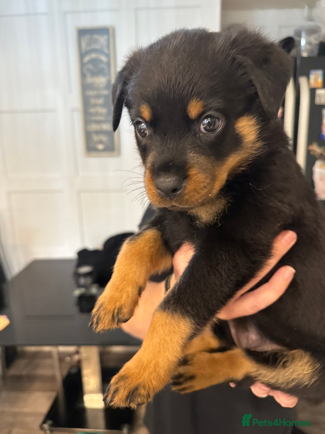 Rottweiler dogs for sale: Chunky Rottweiler puppy’s  - Image 6