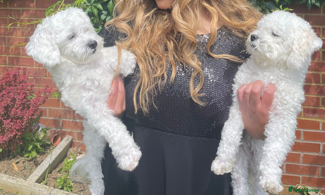 Maltese dogs for sale: Rehome for our beloved dogs - Image 4