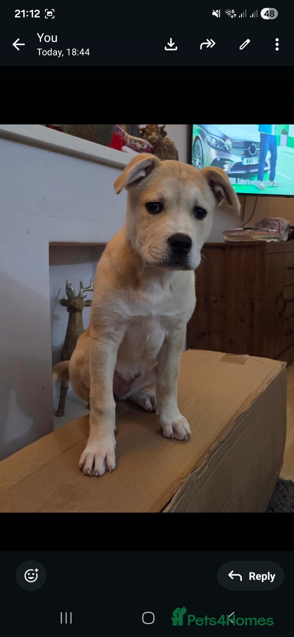 Mixed Breed dogs Mixed Akita for sale - Advert 3