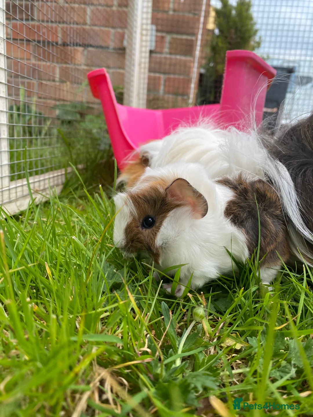 Guinea Pig rodents for sale: Cute Abyssinian-longhaired sow/ female  in Ashford - Advert 2