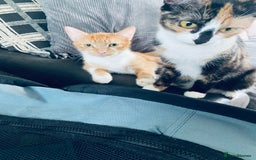 Mixed Breed cats for sale: Fluffy ginger & short fur calico 🐱🤩 - Image 32