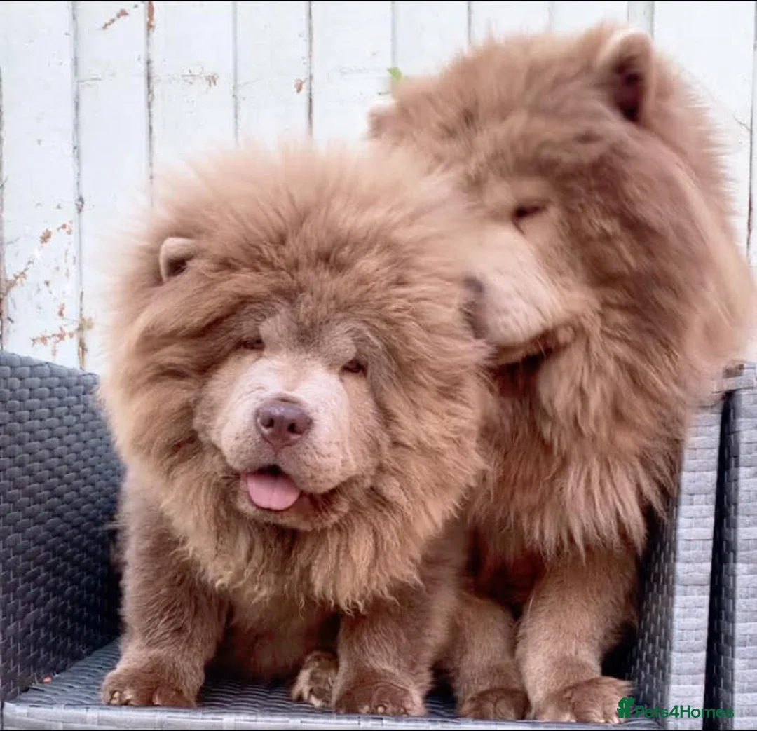 Chow Chow dogs for sale: Lilac female chow chow  - Advert 3