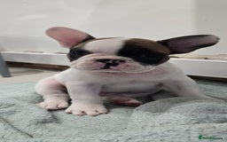 French Bulldog dogs for sale: Adorable Frenchie Puppies Seeking Forever Homes - Image 14