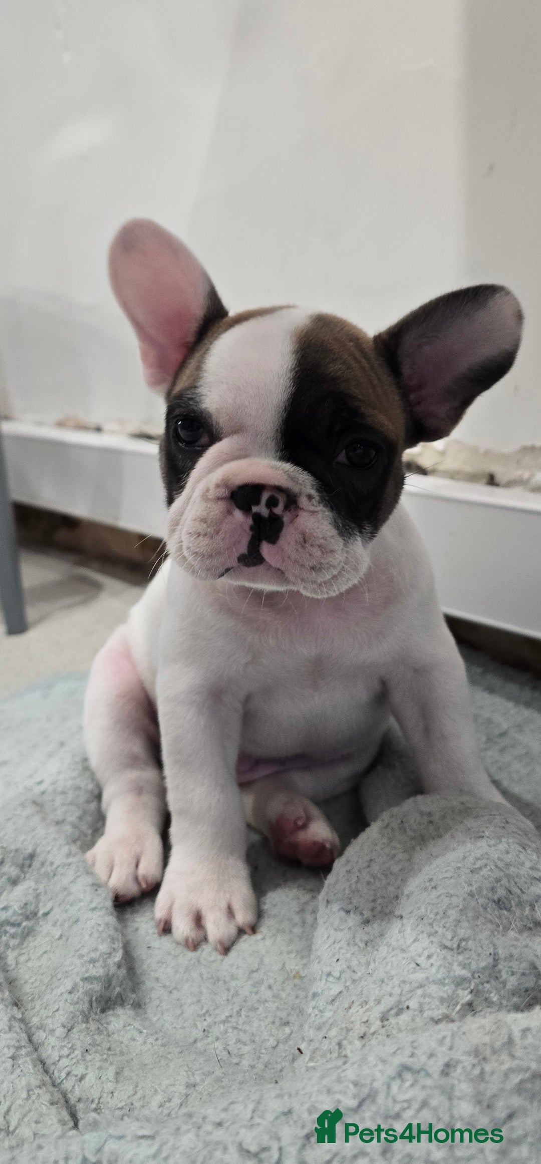 French Bulldog dogs for sale: Adorable Frenchie Puppies Seeking Forever Homes - Image 14