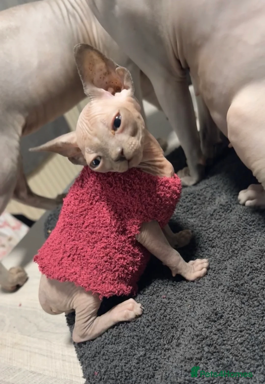 Sphynx cats for sale: Sphynx male  - Advert 6