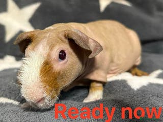 Guinea Pig rodents Skinny Pig Boars. Ready to Leave/Reserve Now. - Advert 1