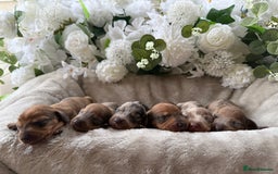 Miniature Dachshund dogs for sale: ⭐️Beautiful litter Of Rainbow Dachshund Puppies⭐️ - Image 4