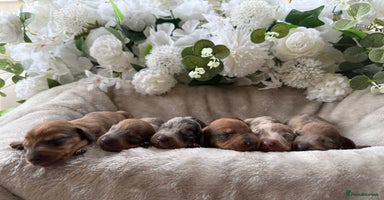 Miniature Dachshund dogs - Advert 8