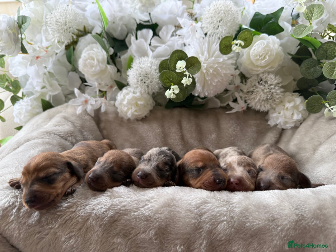 Miniature Dachshund dogs for sale: ⭐️Beautiful litter Of Rainbow Dachshund Puppies⭐️ - Image 4