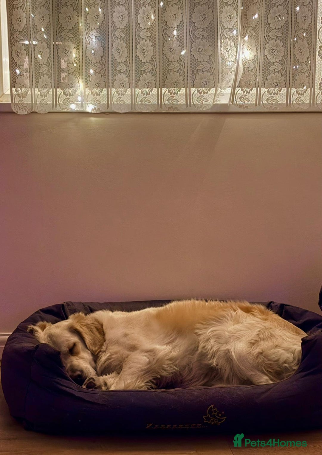 Golden Retriever dogs for sale: Female golden retriever 1 and a half year pup - Advert 3