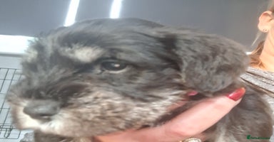 Miniature Schnauzer dogs - Advert 8