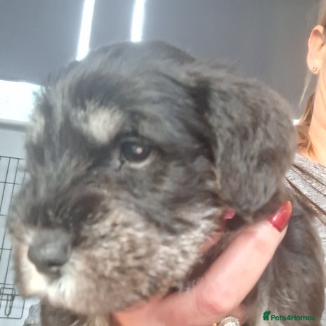 Miniature Schnauzer dogs - Advert 1