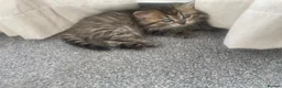 Persian cats for sale: Beautiful Persian X kittens for sale  - Advert 18