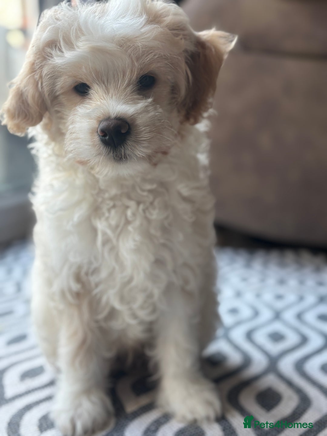 Mixed Breed dogs for sale: Peke-a-Chon puppies 🐶  - Advert 4