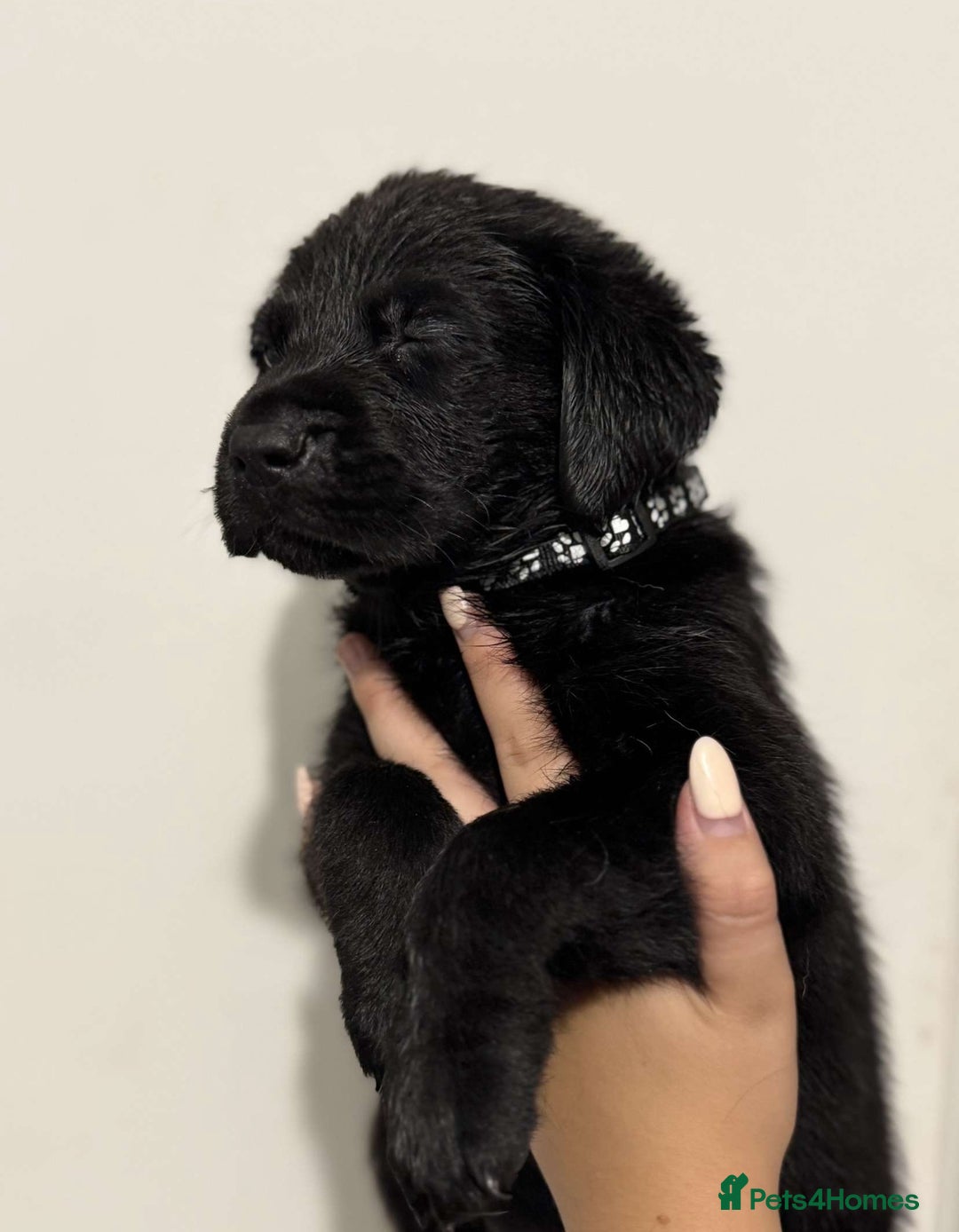 Labrador Retriever dogs for sale: Labrador puppies  - Image 3