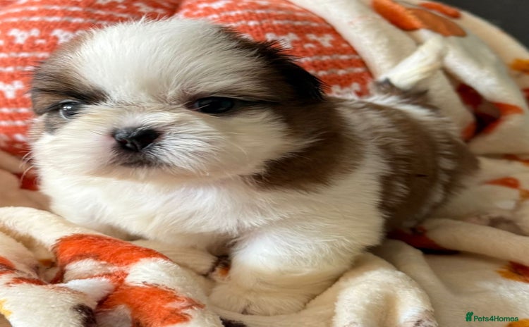Shih Tzu dogs - Advert 6