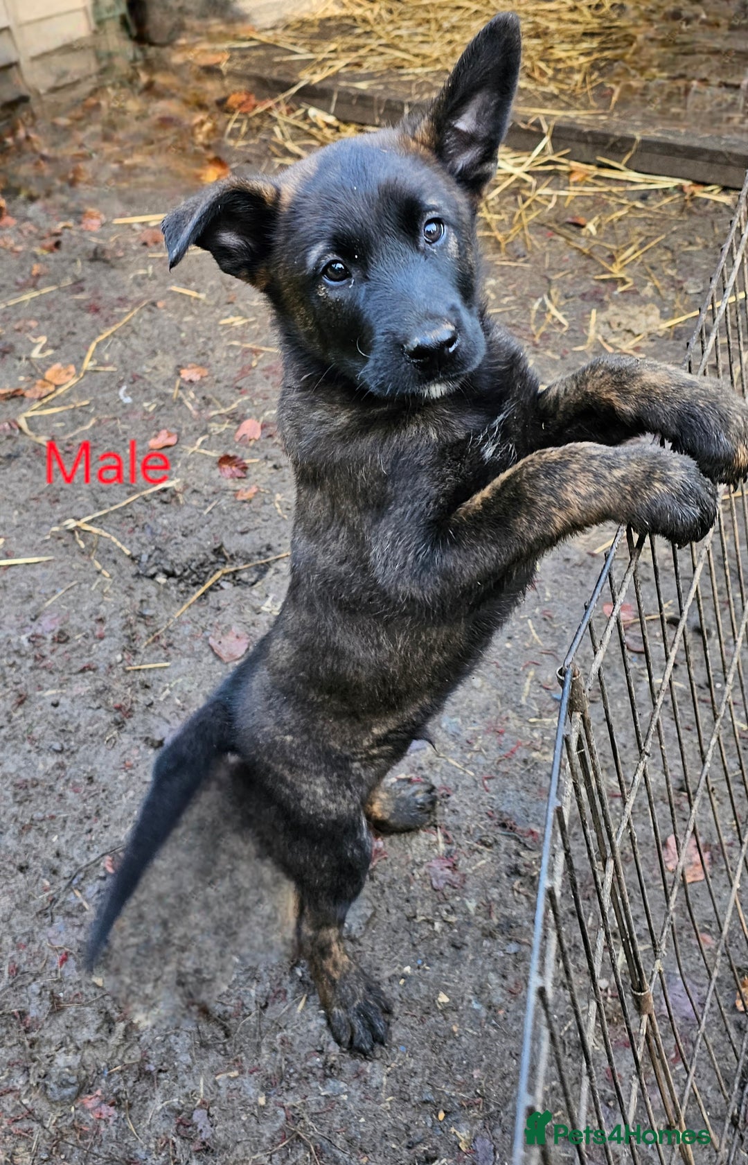 Belgian Shepherd Dog dogs for sale: DUTCH SHEPARD PUPPIES 1 MALE  - Image 11