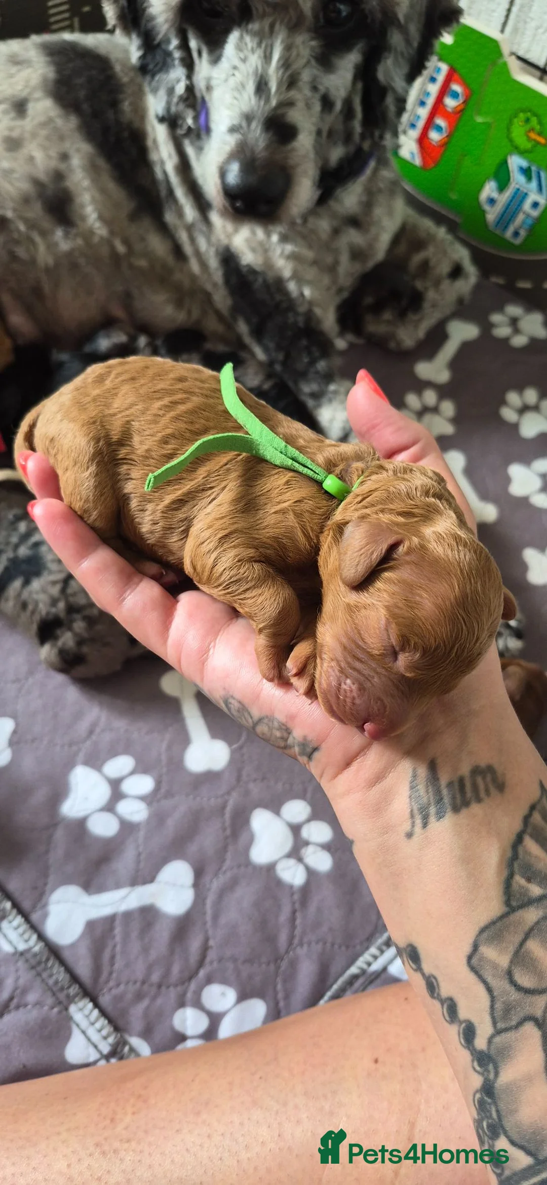 Cockapoo dogs for sale:  F3 Cockapoo puppies  - Advert 2