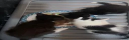 Mixed Breed cats for sale: 3 beautiful kittens  - Advert 2