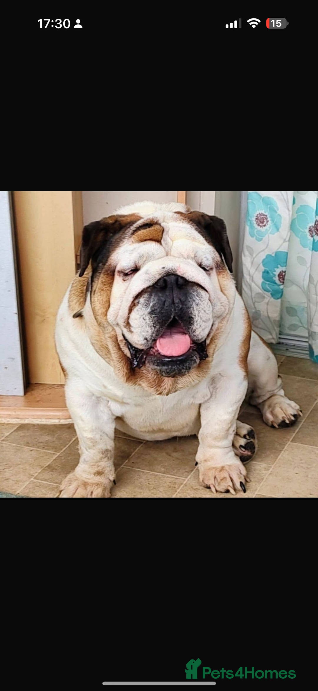 English Bulldog dogs for sale: Amazing British bulldogs  - Image 28
