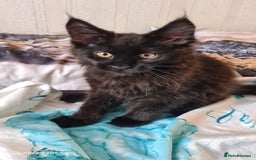 Maine Coon cats for sale: Main coons - Image 7