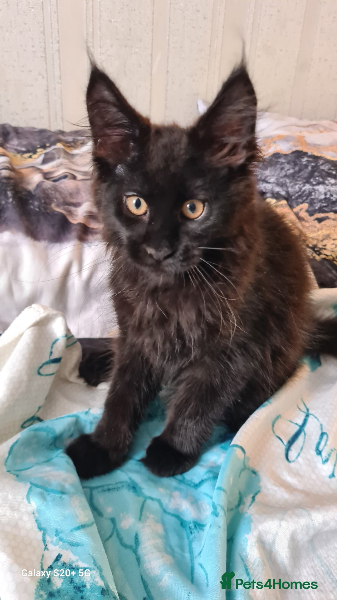 Maine Coon cats for sale: Main coons - Image 7