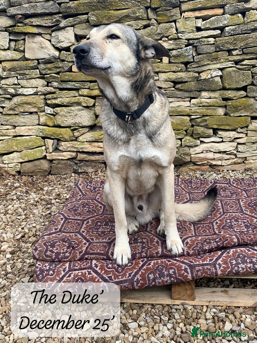 Mixed Breed dogs for adoption: The Duke, 8 yrs approx. Available for adoption. - Advert 25