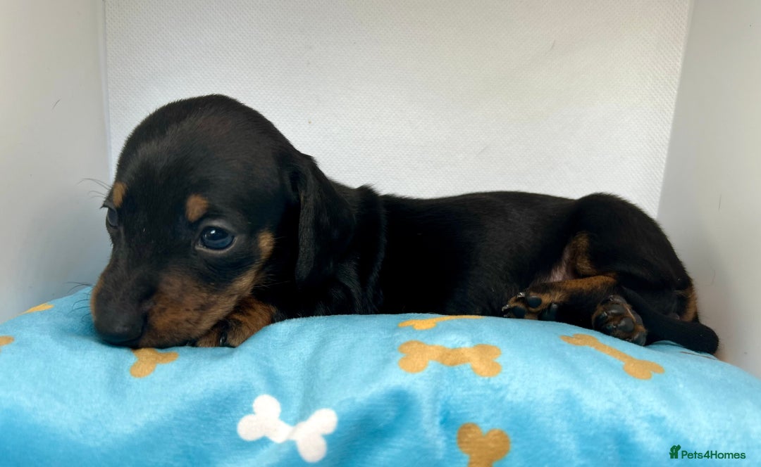 Miniature Dachshund dogs for sale: Miniature Dachshund - 1 Black and tan girl left - Image 32