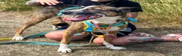 Mixed Breed dogs for adoption: Cisco - low energy cuddle bug!  in London - Advert 16