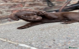 Labradoodle dogs for sale: READY NOW NOW NOW Irresistible Labradoodles  - Advert 16