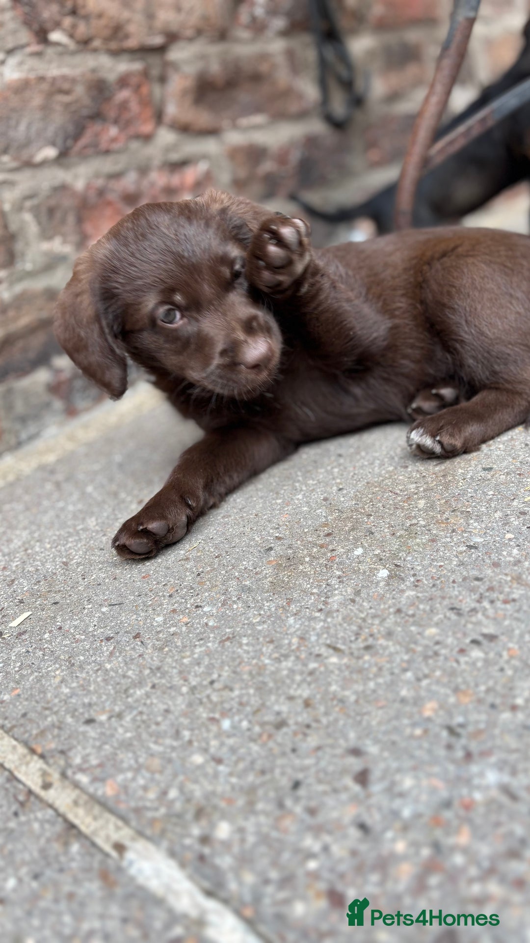 Labradoodle dogs for sale: READY NOW NOW NOW Irresistible Labradoodles  - Advert 16