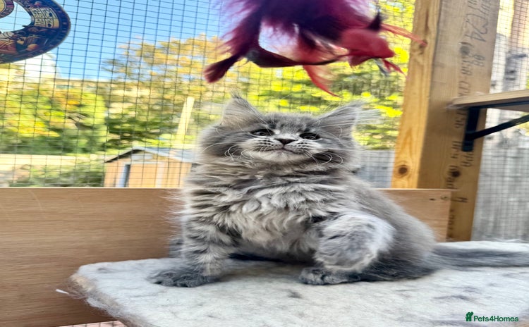 Maine Coon cats - Advert 1