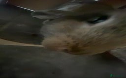 Rex rabbits for sale: Mini Rex needs rehoming - Image 2