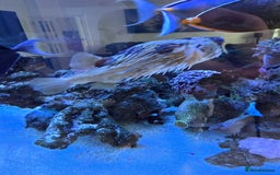 Angelfish fish for sale: Marine fish and coral - Image 2