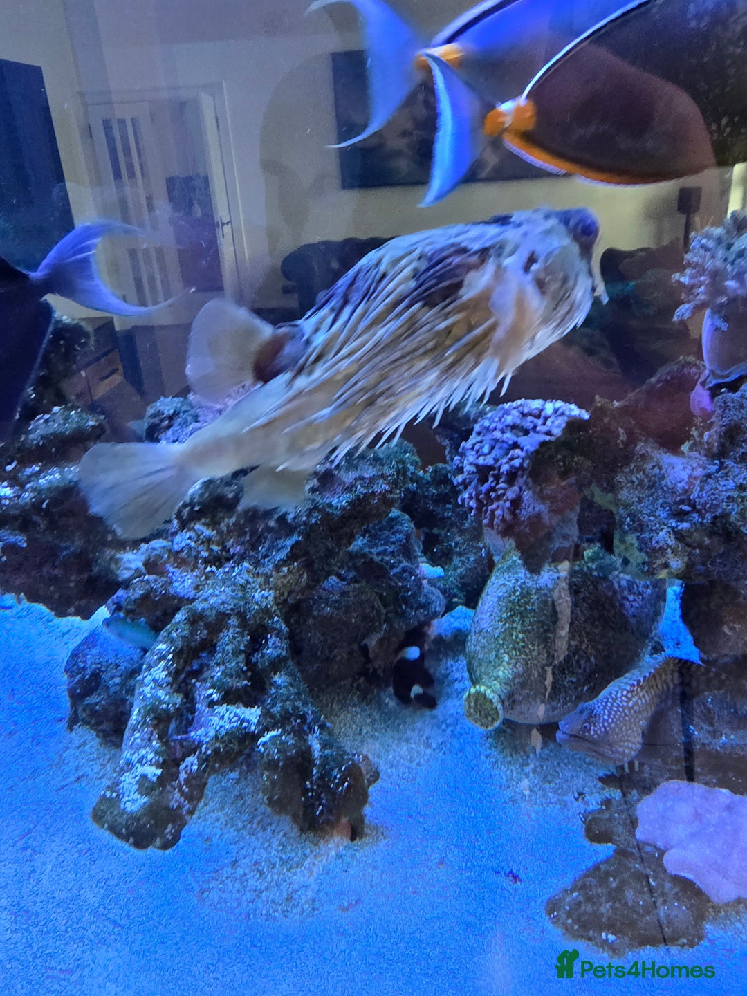Angelfish fish for sale: Marine fish and coral - Image 2