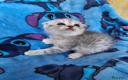 Scottish Fold cats for sale: Two boys Scotitish fold - Image 4