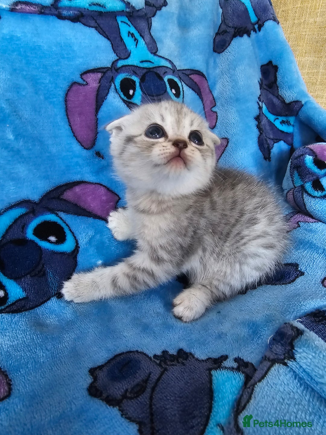 Scottish Fold cats for sale: Two boys Scotitish fold - Image 4