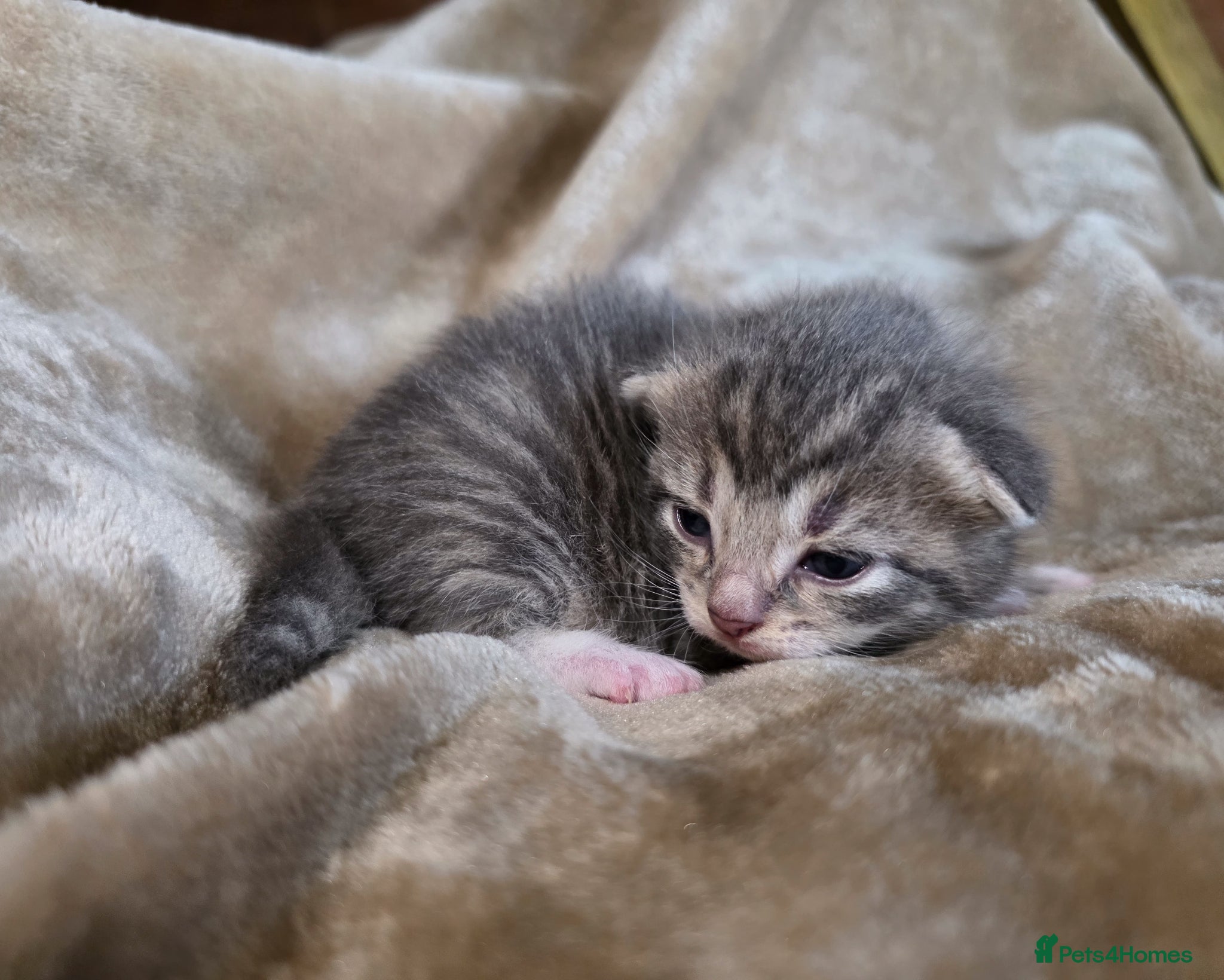 Mixed Breed cats for sale: Tabby farm kittens  - Advert 18