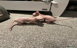 Sphynx cats for sale: Sphynx kittens for sale  - Image 11