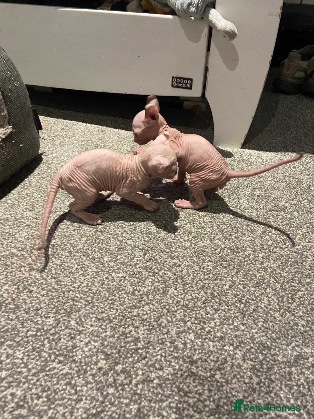 Sphynx cats for sale: Sphynx kittens for sale  - Image 11