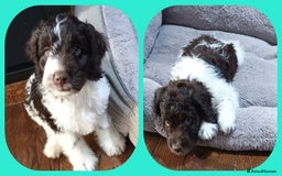 Sproodle dogs for sale: F1 Parti Sproodles 💥 REDUCED 💥 LAST TWO MALES 💥 in Kidderminster - Image 2