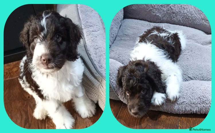 Sproodle dogs in Kidderminster - Advert 2